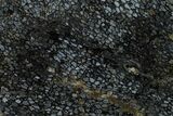 Polished, Black Petrified Palm Root Slab - Indonesia #151999-1